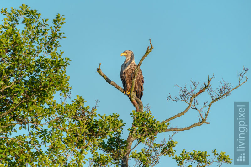 Seeadler (Sea eagle)