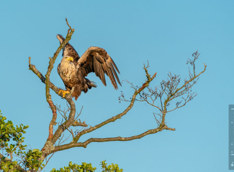 Seeadler (Sea eagle)