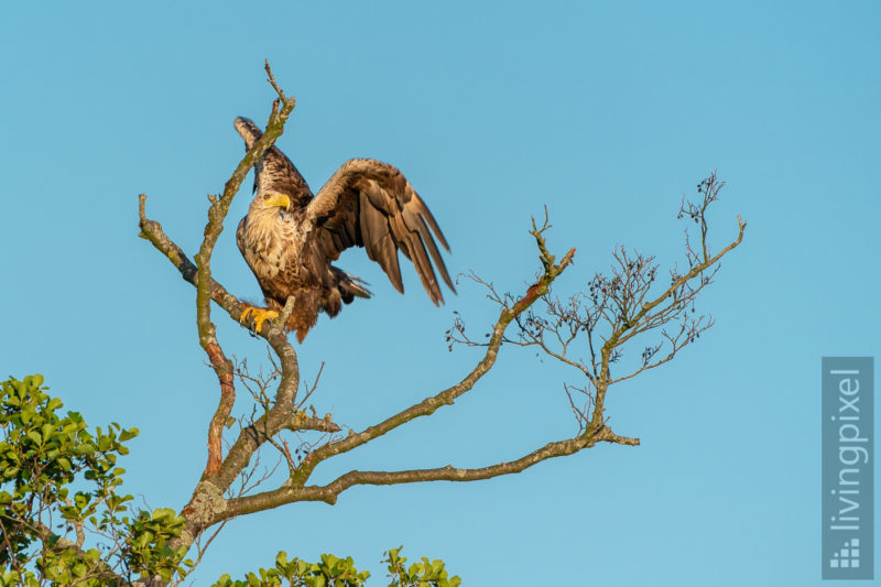 Seeadler (Sea eagle)