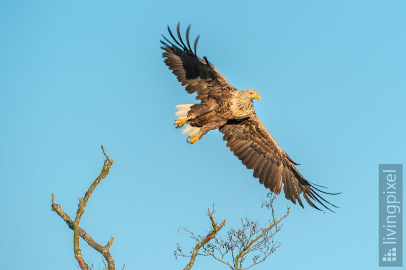 Seeadler (Sea eagle)