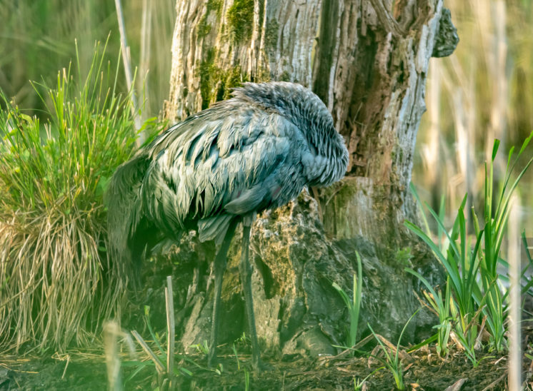 Graureiher (Grey heron)