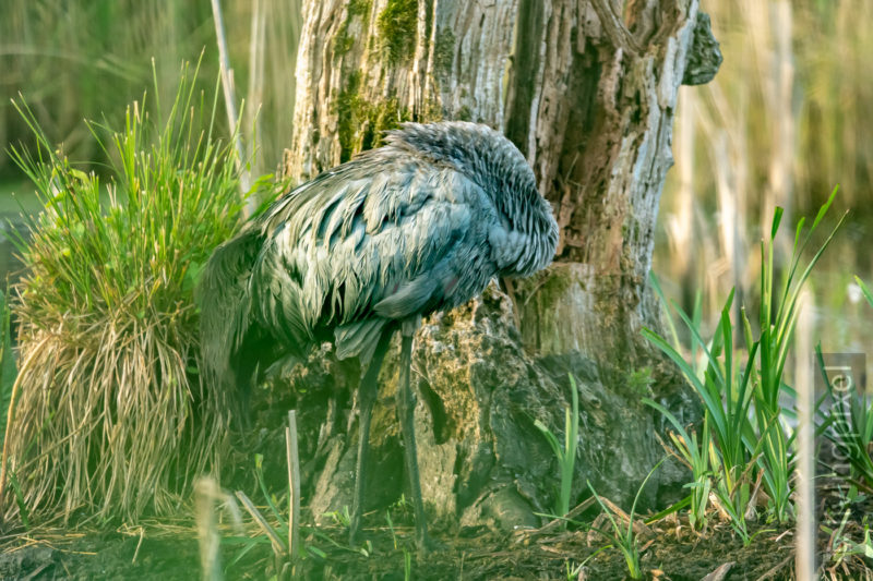 Graureiher (Grey heron)