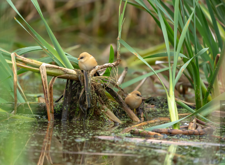 Bartmeise (Bearded reedling)