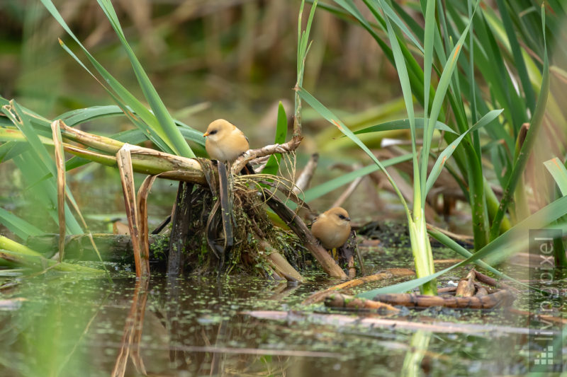 Bartmeise (Bearded reedling)