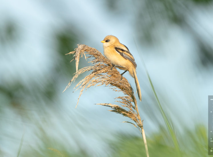 Bartmeise (Bearded reedling)