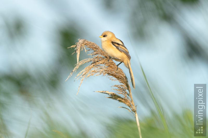 Bartmeise (Bearded reedling)