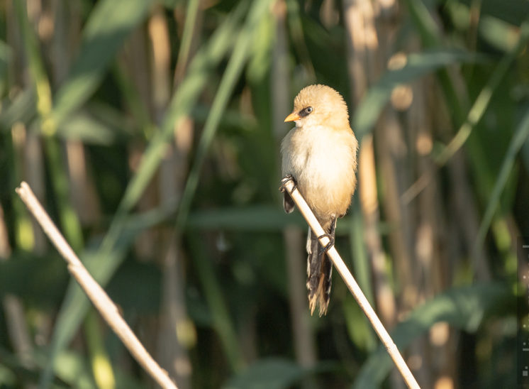 Bartmeise (Bearded reedling)