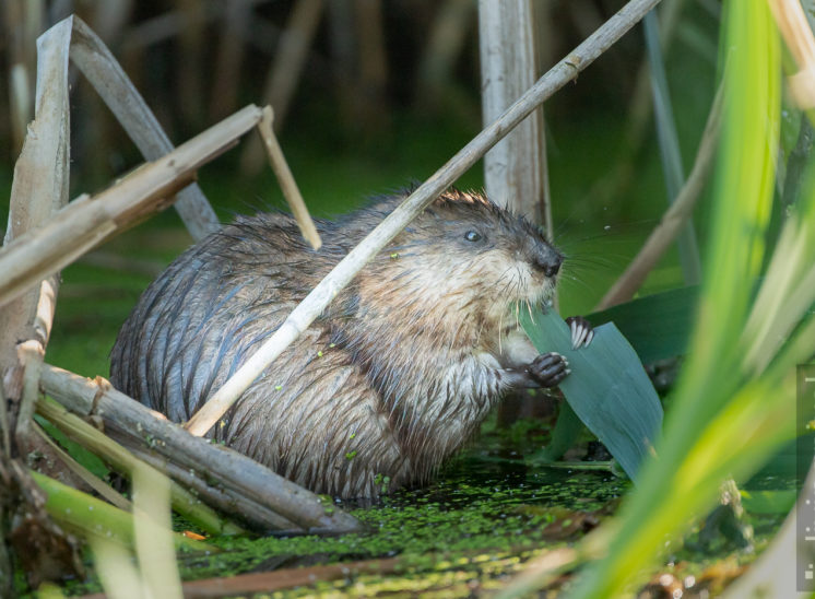 Bisamratte (Muskrat)