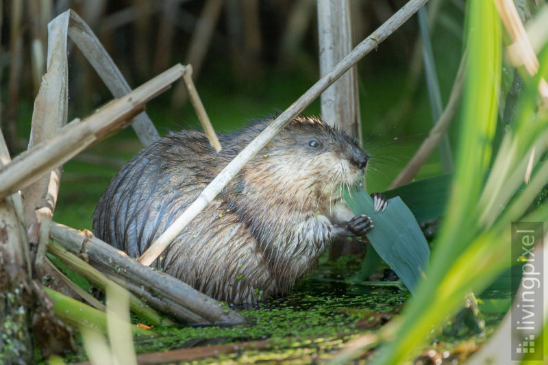 Bisamratte (Muskrat)