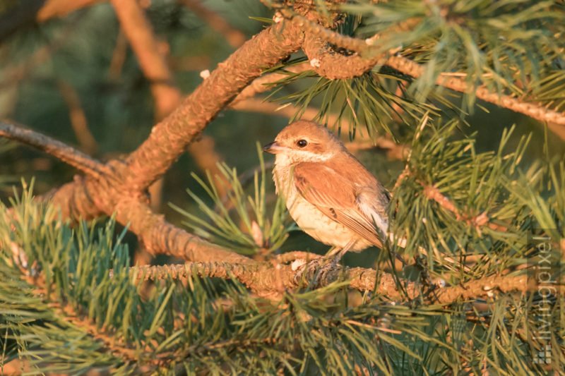 Neuntöter (Red-backed shrike)