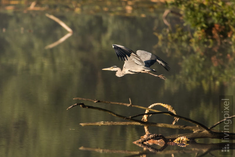 Graureiher (Grey heron)