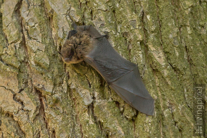 Rauhautfledermaus (Nathusius's pipistrelle)