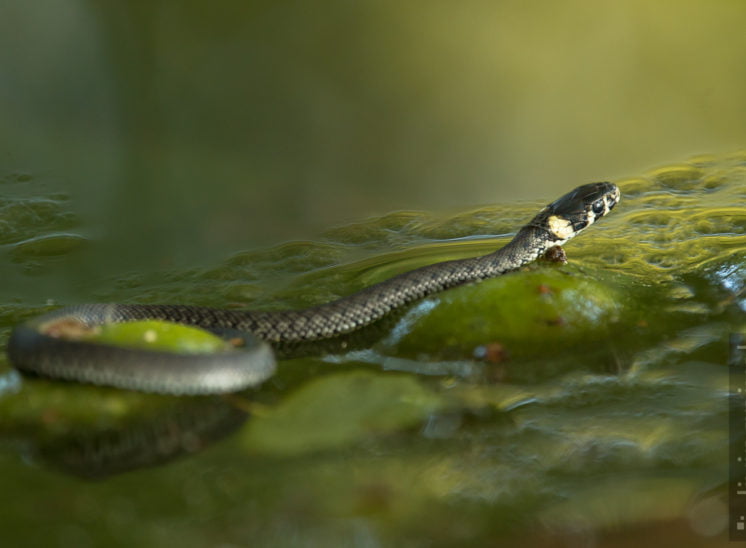 Ringelnatter (Grass snake)