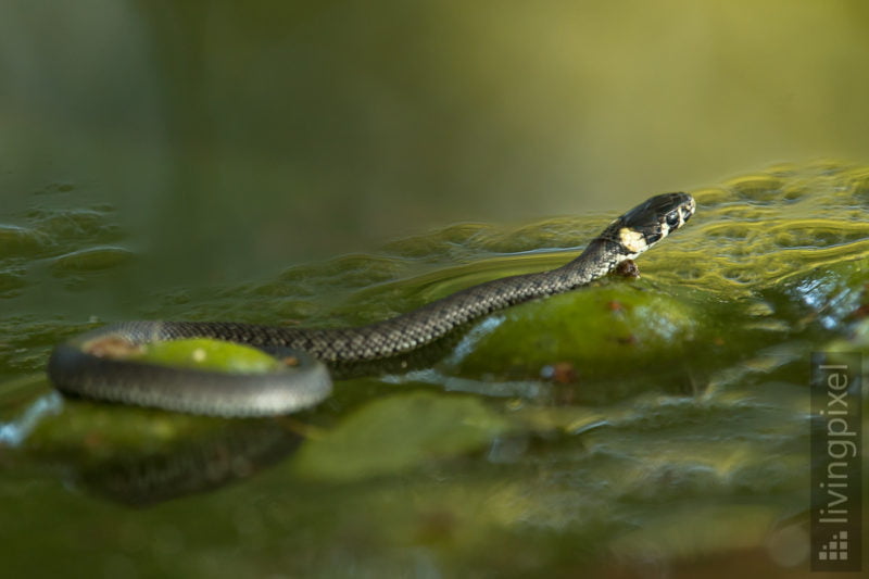 Ringelnatter (Grass snake)