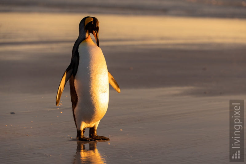 Königspinguin (King penguin)