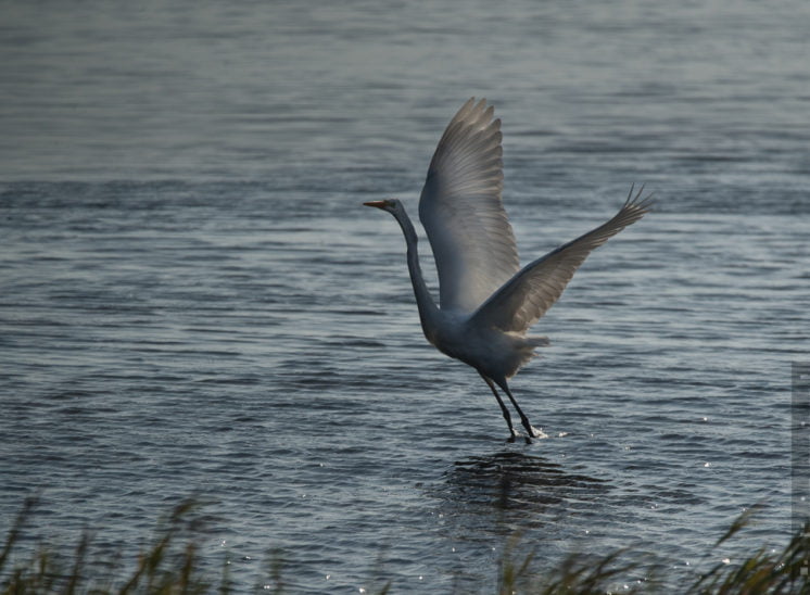  Silberreiher (Great egret)