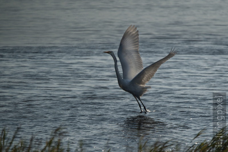  Silberreiher (Great egret)