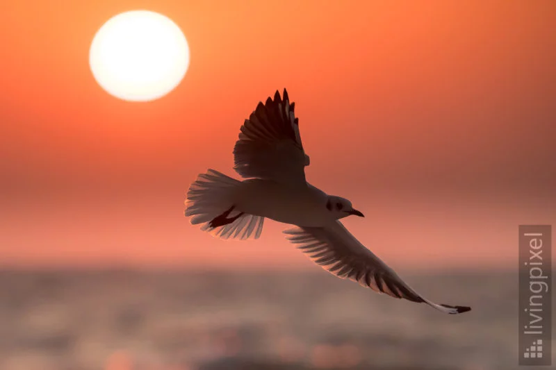 Lachmöwe (Black-headed gull)