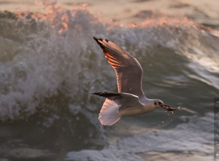 Lachmöwe (Black-headed gull)