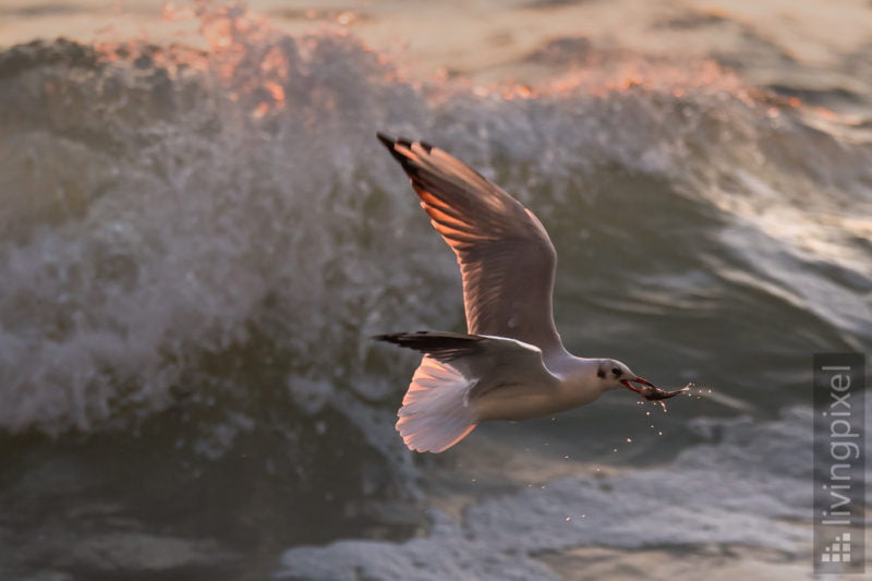 Lachmöwe (Black-headed gull)