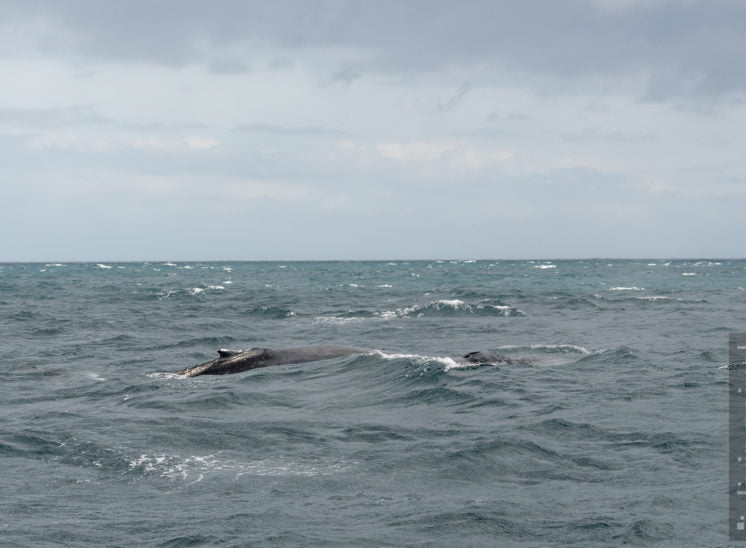 Buckelwal (Humpback whale)