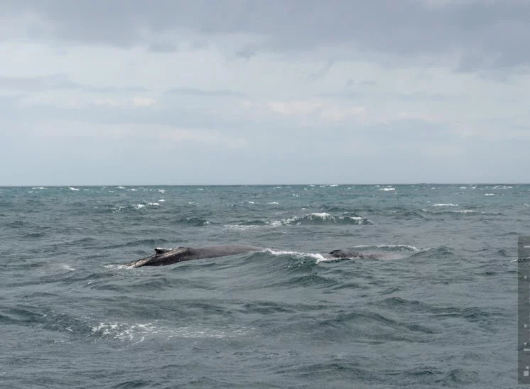 Buckelwal (Humpback whale)
