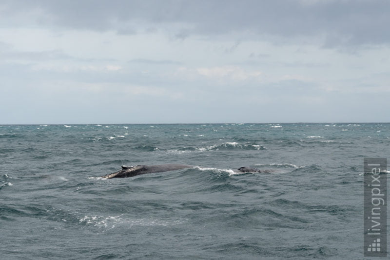 Buckelwal (Humpback whale)