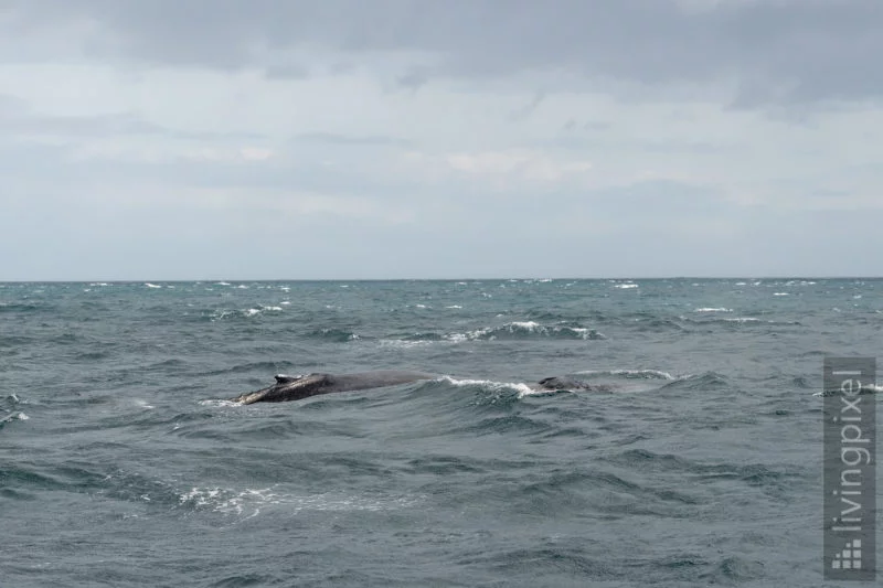 Buckelwal (Humpback whale)