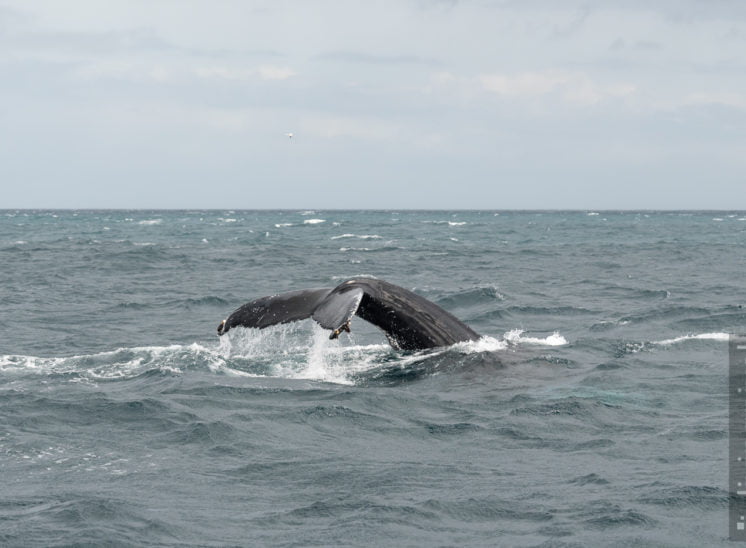 Buckelwal (Humpback whale)