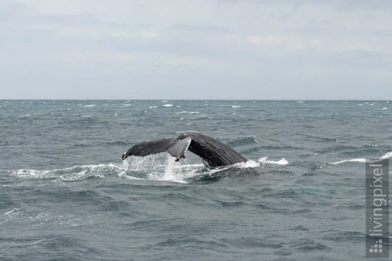 Buckelwal (Humpback whale)