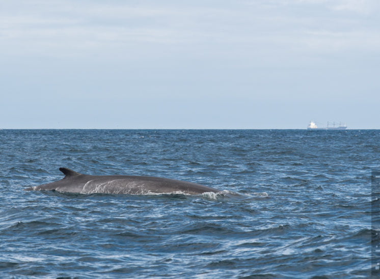 Finnwal (Fin whale)