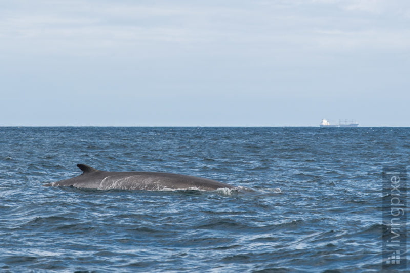 Finnwal (Fin whale)