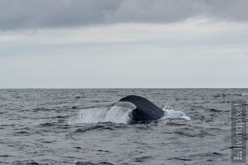 Blauwal (Blue whale)