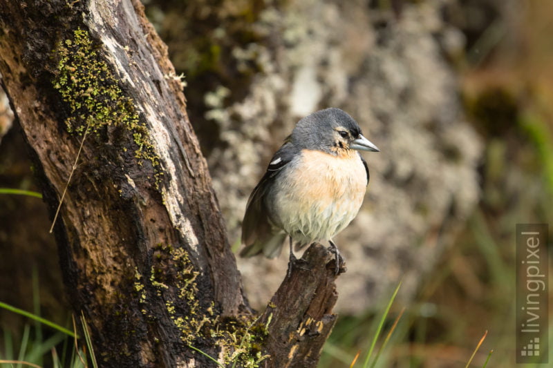 Azoren Buchfink (Azore chaffinch)