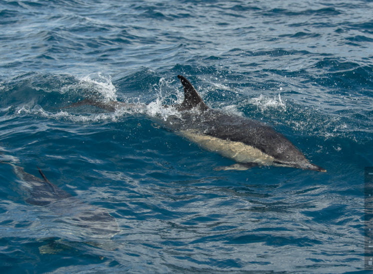 Gemeiner Delfin (Short-beaked common dolphin)