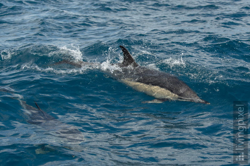 Gemeiner Delfin (Short-beaked common dolphin)