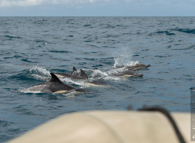 Gemeiner Delfin (Short-beaked common dolphin)