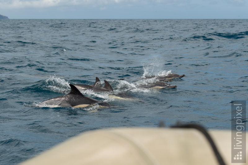 Gemeiner Delfin (Short-beaked common dolphin)