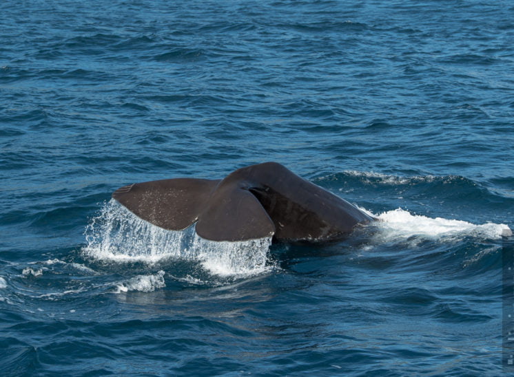 Pottwal (Sperm whale)