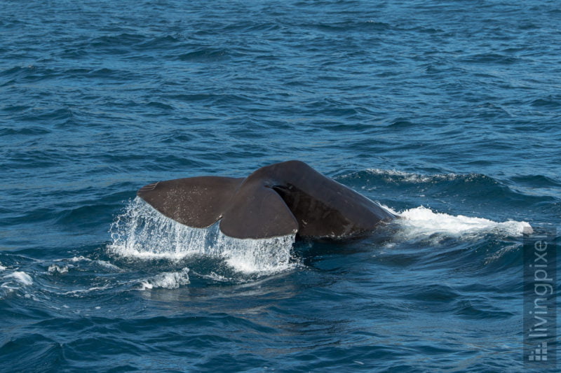 Pottwal (Sperm whale)