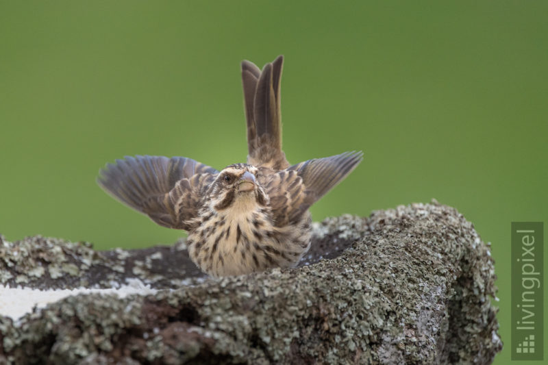 Strichelgirlitz (Streaky seedeater)