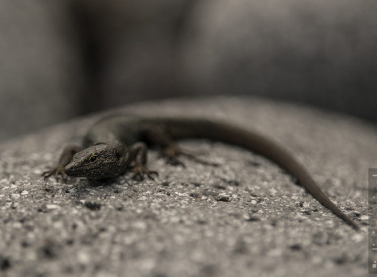 Madeira Mauereidechse (Madeiran wall lizard)