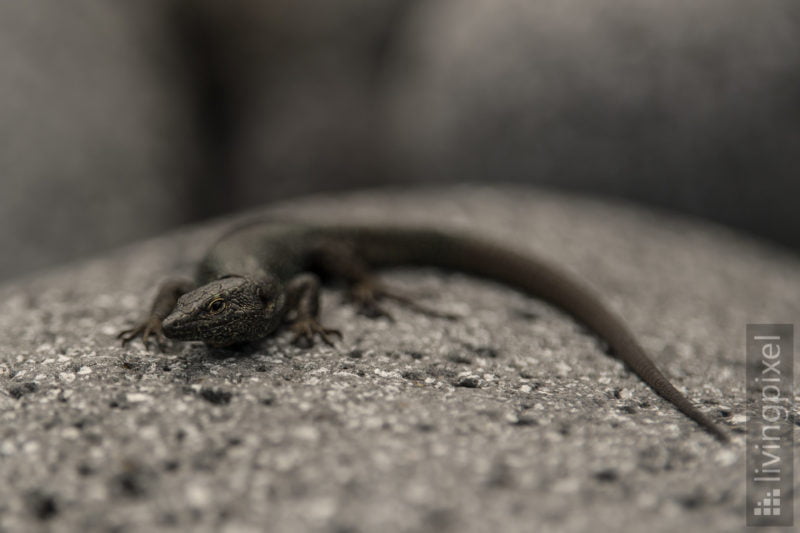 Madeira Mauereidechse (Madeiran wall lizard)