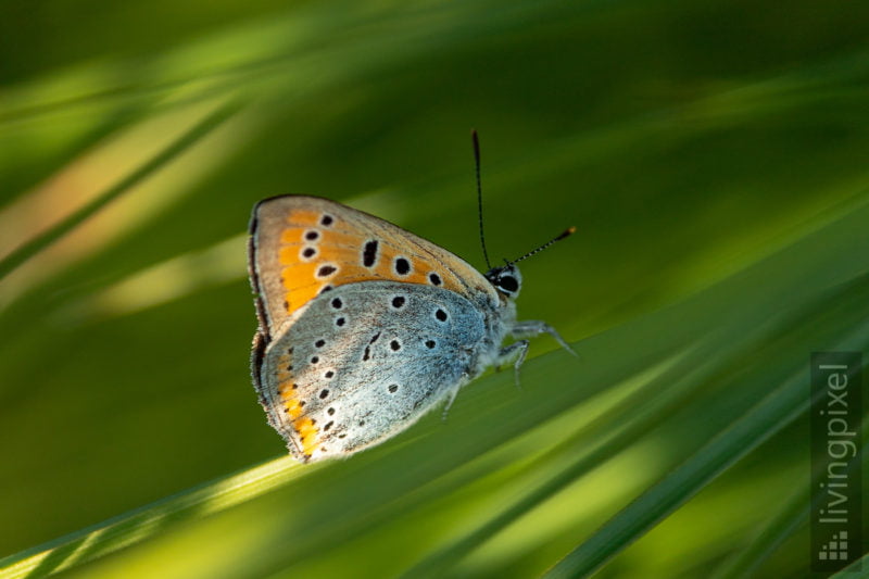 Feuerfalter (Large copper)