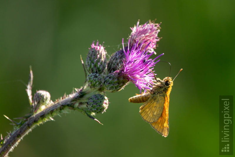 Braunkolbiger Dickkopffalter (Small skipper)