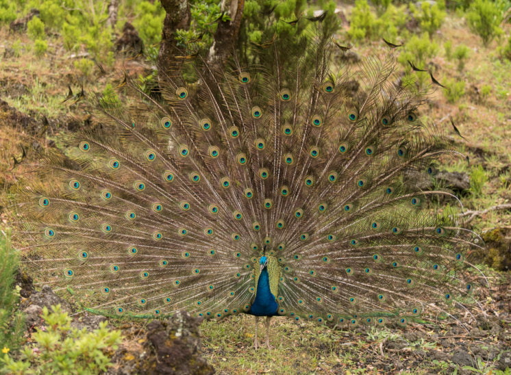 Blauer Pfau (Indian peafowl)