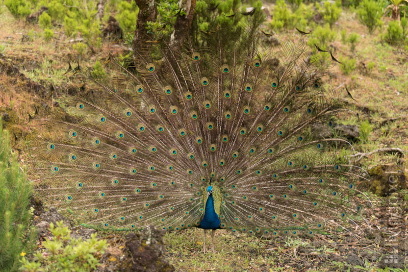 Blauer Pfau (Indian peafowl)