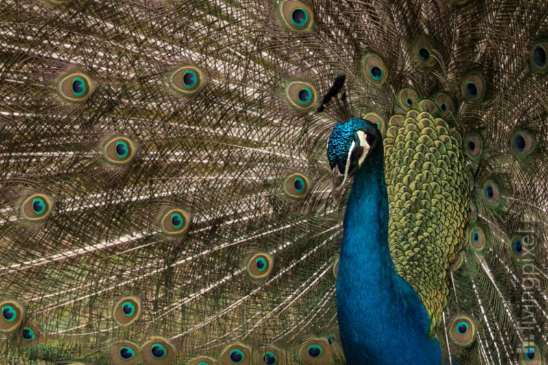 Blauer Pfau (Indian peafowl)