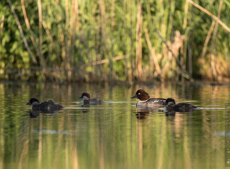 Schellente (Common goldeneye)