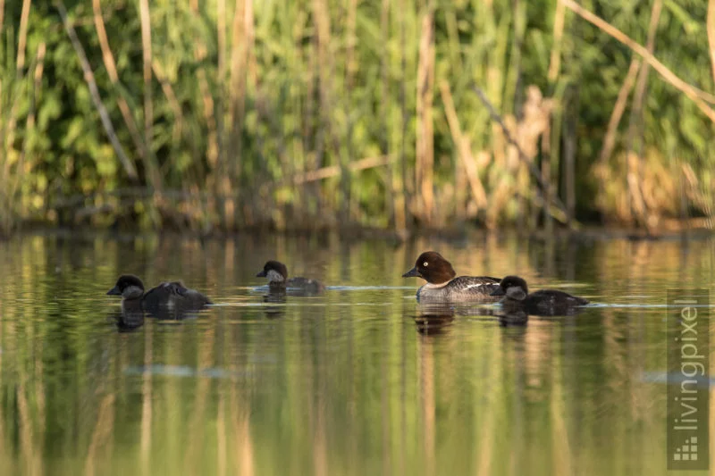 Schellente (Common goldeneye)